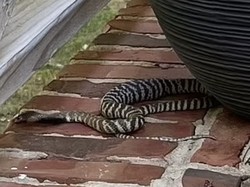 3 Hari Kabur, Ular Kobra Penyembur Bisa Berhasil Diamankan