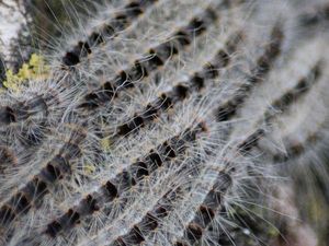 Serangan Kutu Busuk Belum Tuntas, Warga Paris Kini Diserbu Ulat Bulu