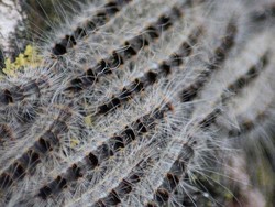 Serangan Kutu Busuk Belum Tuntas, Warga Paris Kini Diserbu Ulat Bulu