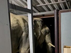 Duh! Sering Curi Makanan, Gajah Ini Hobi Bobol Dapur Rumah Warga Duh! Sering Curi Makanan, Gajah Ini Hobi Bobol Dapur Rumah Warga