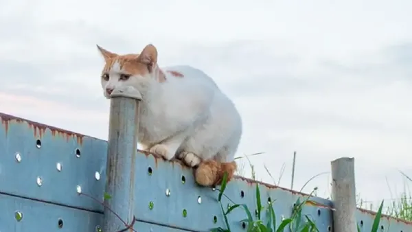 Bukti Angle Foto Bisa Bikin Mata Tertipu
