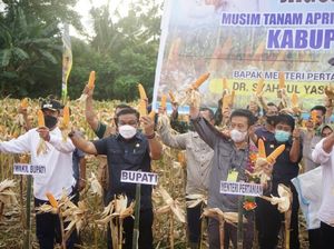 Panen Jagung di Bone, Mentan: Saya Harap 1 Ha Hasilkan Rp 10-14 juta
