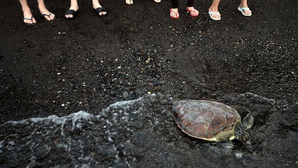Mengenal Ritual Fang Sheng, Tradisi Melepas Binatang ke Alam Bebas
