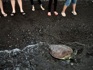 Mengenal Ritual Fang Sheng, Tradisi Melepas Binatang ke Alam Bebas