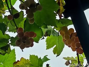 Jokowi Bicara Masyarakat RI Nggak Doyan Buah, Tapi Pasokannya Berlimpah