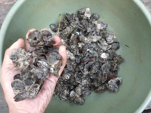 Foto: Telaga Mambekora Papua dan Kerang Jelek tapi Rasanya Gurih Foto: Telaga Mambekora Papua dan Kerang Jelek tapi Rasanya Gurih