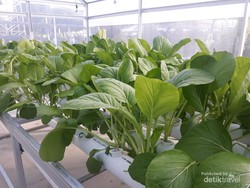 Sisi Lain Negeri Laskar Pelangi: Ada Kebun Hidroponik