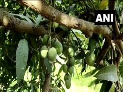 Kalender Jawa Selasa Kliwon 23 April 2024: Hari Baik Menanam Pohon Buah