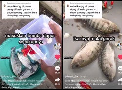Viral Tutorial Hidupkan Ikan Mujair Mati, Pakai Air Garam dan Bumbu Dapur!
