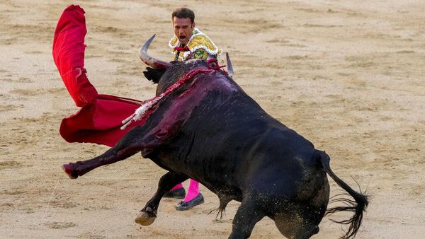 Awas Diseruduk, Yuk Lihat Pertunjukan Adu Banteng di Negeri Matador