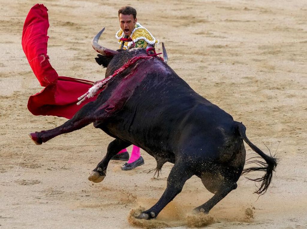 Awas Diseruduk, Yuk Lihat Pertunjukan Adu Banteng di Negeri Matador Awas Diseruduk, Yuk Lihat Pertunjukan Adu Banteng di Negeri Matador