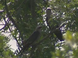 Sepasang Angry Birds Menebar Teror di Texas