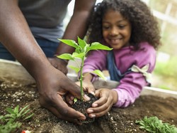 Menghidupkan Kembali Halaman Rumah Kita