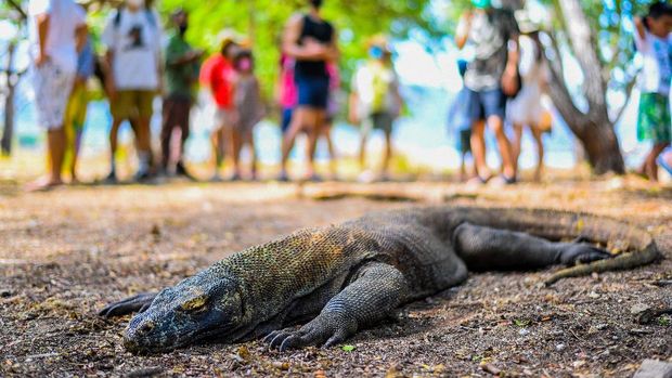 Wisatawan melihat komodo di Taman Nasional Komodo, Nusa Tenggara Timur. ANTARA FOTO/Rivan Awal Lingga