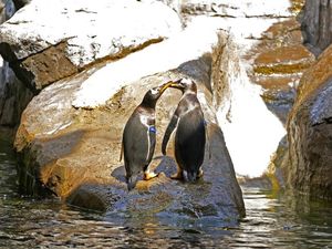 Gemasnya Penguin Gentoo, Penghuni Baru Kebun Binatang di Belgia