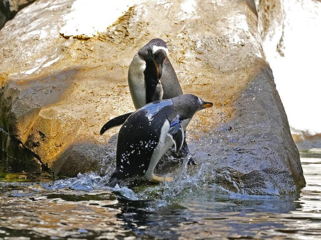 Sedih Banget, Penguin Tertua di Dunia Mati