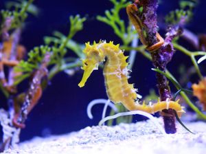 7 Fakta Menarik Kuda Laut, Ternyata Hewan yang Sangat Setia 7 Fakta Menarik Kuda Laut, Ternyata Hewan yang Sangat Setia