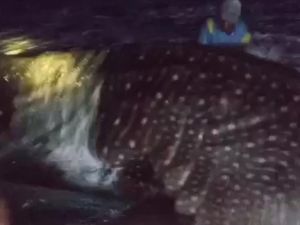 Nelayan Batukaras Berhasil Selamatkan Hiu Tutul yang Terdampar