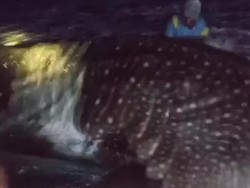 Nelayan Batukaras Berhasil Selamatkan Hiu Tutul yang Terdampar