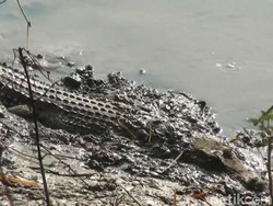 Buaya Muara Kembali Menampakkan Diri di Bengawan Solo