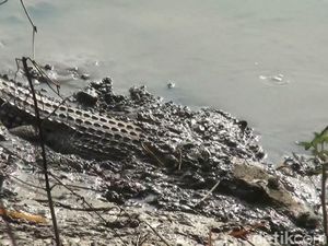 Buaya Muara Kembali Menampakkan Diri di Bengawan Solo Buaya Muara Kembali Menampakkan Diri di Bengawan Solo