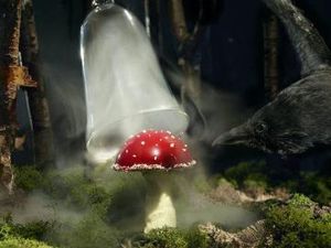 Resto Bertema Batman Sajikan Jamur Beracun Sebagai Menu Andalan