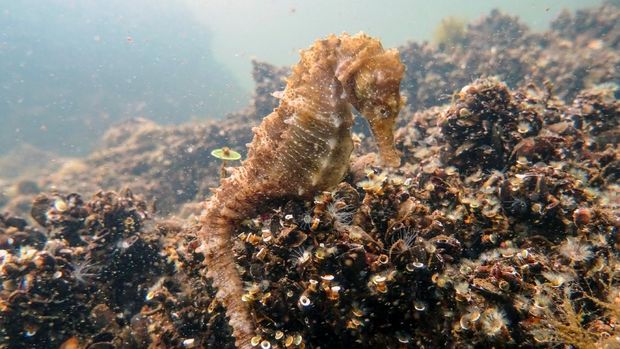 A seahorse rests on the seabed of the Aitoliko lagoon, Greece, May 31, 2020. Picture taken May 31, 2020. Vassilis Mentogiannis/Handout via REUTERS ATTENTION EDITORS - THIS PICTURE WAS PROVIDED BY A THIRD PARTY.