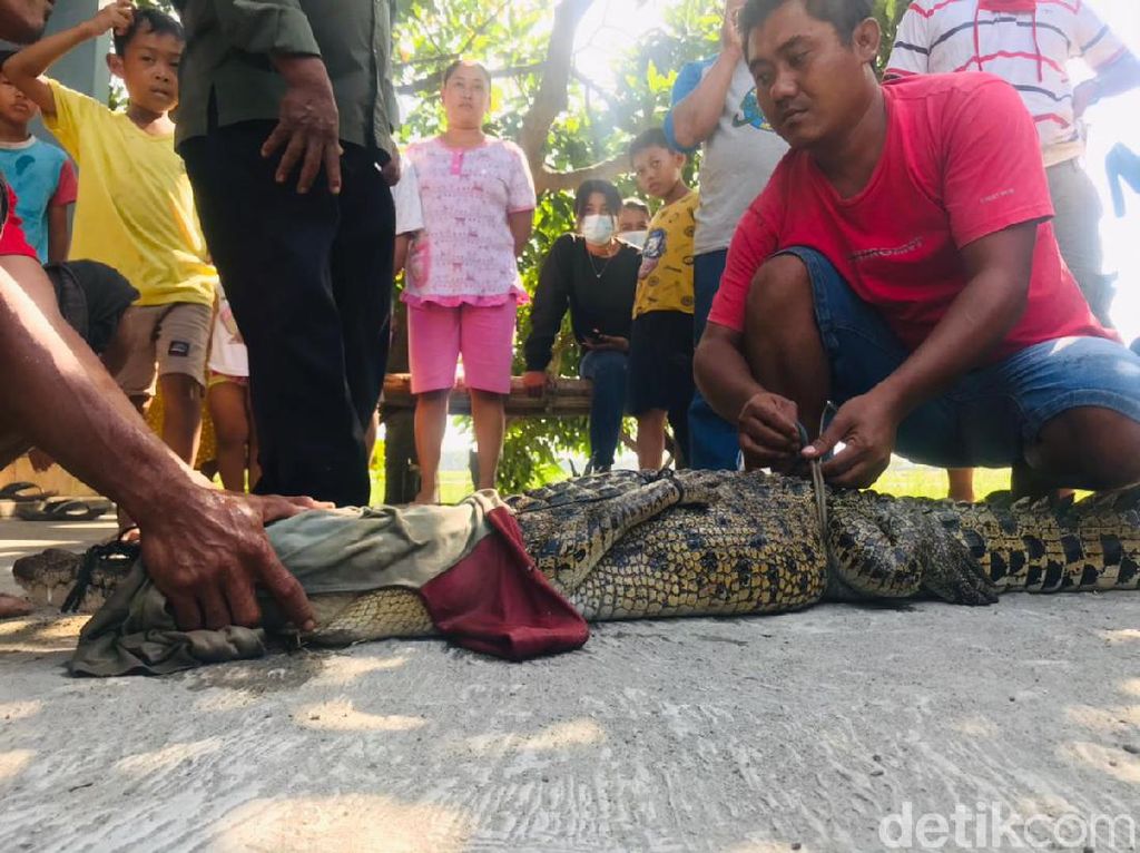 2 Buaya Ditangkap di Jatim dalam Sepekan 2 Buaya Ditangkap di Jatim dalam Sepekan