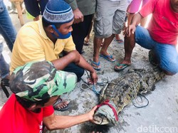 Alasan 3 Pencari Ikan Tangkap Buaya Muara di Sungai Sadar Mojokerto