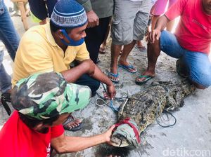 Alasan 3 Pencari Ikan Tangkap Buaya Muara di Sungai Sadar Mojokerto Alasan 3 Pencari Ikan Tangkap Buaya Muara di Sungai Sadar Mojokerto