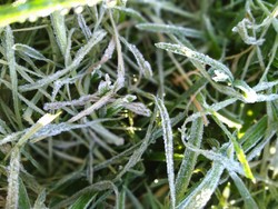 Suhu Dingin Saat Kemarau hingga Dieng Membeku, Ini Kata BMKG & LAPAN