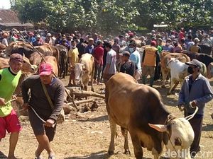 Setelah Kemarin Penuh Sesak, Pasar Hewan Kajen Pekalongan Akhirnya Ditutup!