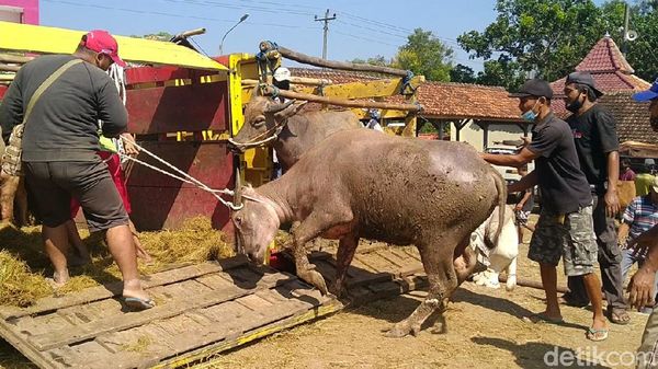 Hiruk-pikuk Pasar Hewan Pekalongan Penuh Sesak Saat PPKM Darurat