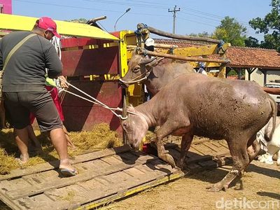 Hiruk-pikuk Pasar Hewan Pekalongan Penuh Sesak Saat PPKM Darurat