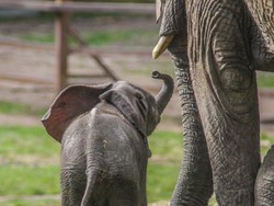Pertama dalam Sejarah, Gajah Kebun Binatang Dilepasliarkan