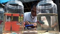 Salon Ikan Cupang, Peluang Cuan di Tengah Pandemi