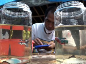 Salon Ikan Cupang, Peluang Cuan di Tengah Pandemi