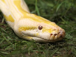 Ular Piton Kabur dari Kandang, Kebun Binatang Langsung Tutup