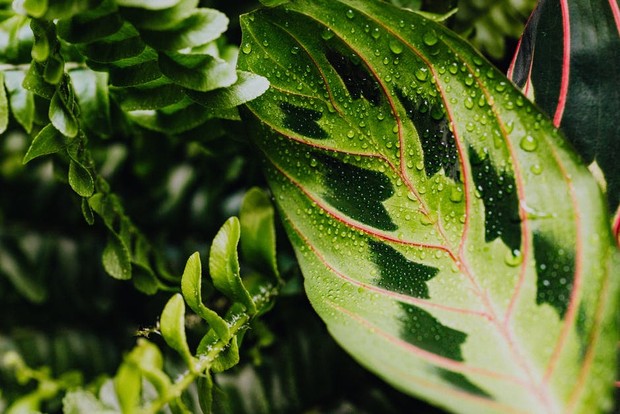 Calathea/pexels.com/Karolina Grabowska Calathea