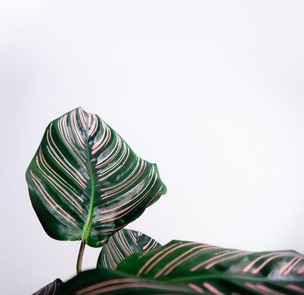 Calathea/pexels.com/Kulbir Calathea