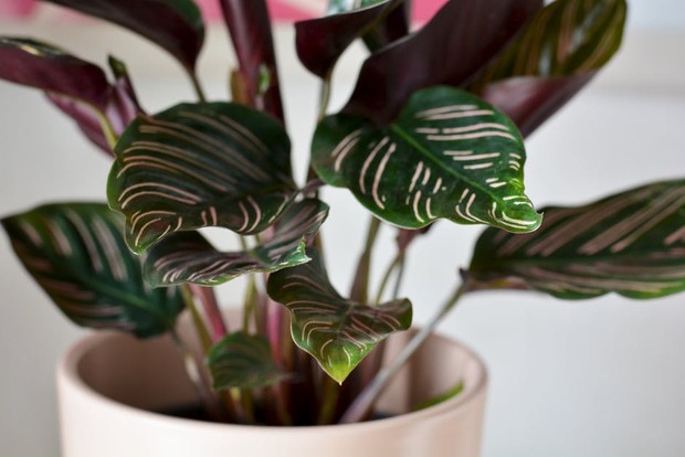 Calathea/pexels.com/Nina Pintar Calathea