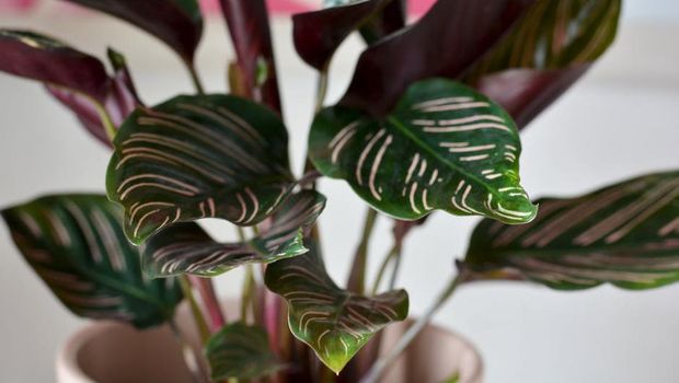 Calathea/pexels.com/Nina Pintar Calathea