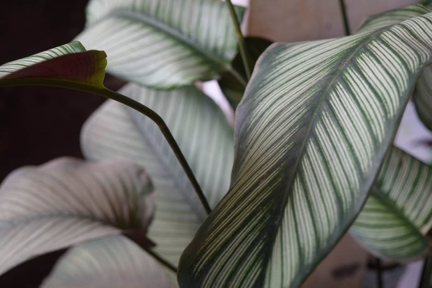 Calathea/pexels.com/Zion Marquez Calathea
