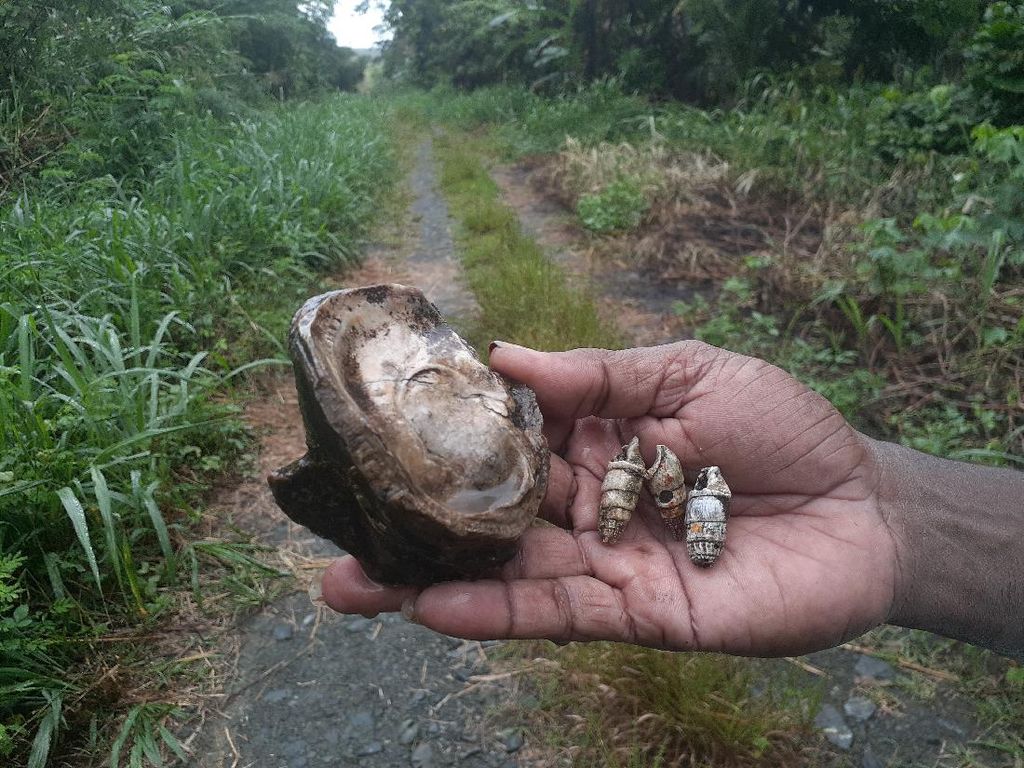 Fosil Kerang Laut Ditemukan di Sekitar Danau Love Papua, Kok Bisa?