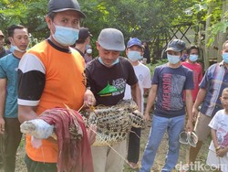 Satu Buaya yang Suka Muncul di Bengawan Solo Ditangkap Warga