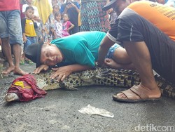 Begini Cara Warga Tangkap Buaya yang Suka Muncul di Bengawan Solo