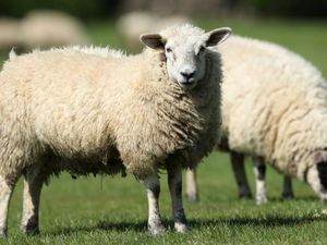 Peternak Selandia Baru Dihukum karena Biarkan Ratusan Domba Sakit