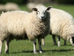 Peternak Selandia Baru Dihukum karena Biarkan Ratusan Domba Sakit