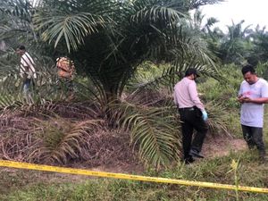 Ngeri! Tulang Belulang Manusia Ditemukan Berserakan di Kebun Sawit Riau