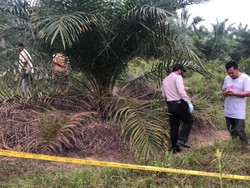 Ngeri! Tulang Belulang Manusia Ditemukan Berserakan di Kebun Sawit Riau